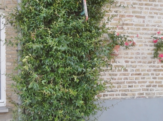 Tegeltuintjes Tegeltuintjes
